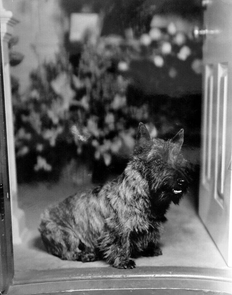 1932. Joan's Scottie 'Wagless' on the 'Letty' set.