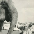 On the set of 'Berserk' with Burma, the Elephant. Includes press caption.