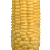 corn_02.jpg